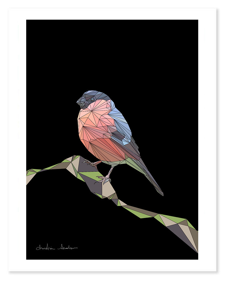 EURASIAN BULLFINCH 1.1